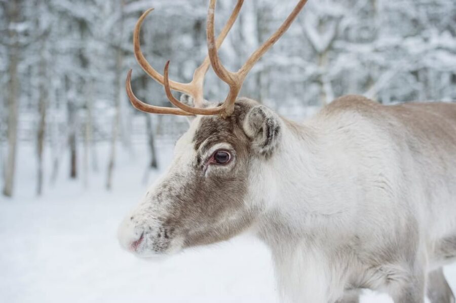 Reindeer Farm Visit with Sleigh Ride - The sleigh ride: brief, magical, and worth measuring honestly