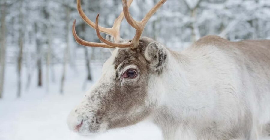Reindeer Farm Visit with Sleigh Ride - The reindeer farm experience: feeding time that actually connects