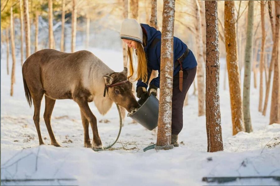 Reindeer Safari at a 200-Year-Old Farm & Long Sled Ride - Who This Is Best For (and Who Might Skip It)