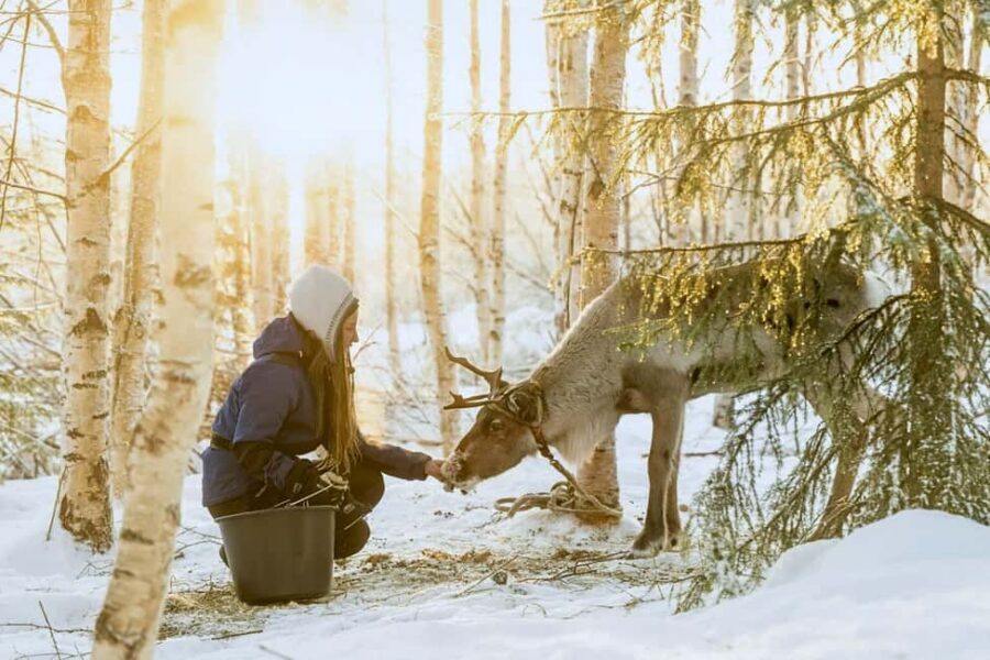 Reindeer Safari at a 200-Year-Old Farm & Long Sled Ride - The 2.5 km Long Sled Ride: Wind, Pace, and Real Comfort