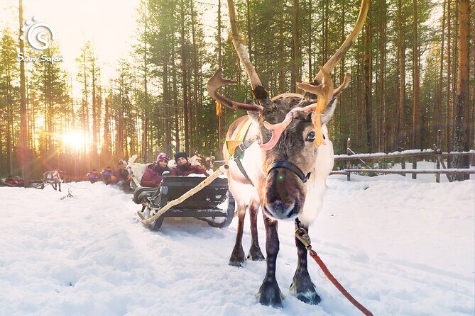 Reindeer Safari in Arctic Wilderness - Key Highlights You Should Care About