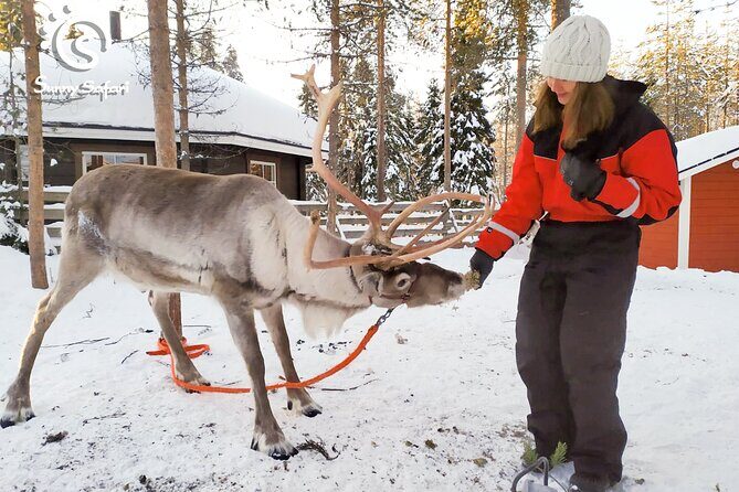 Reindeer Safari in Arctic Wilderness - Price and Logistics: What You’re Actually Buying for $238.85