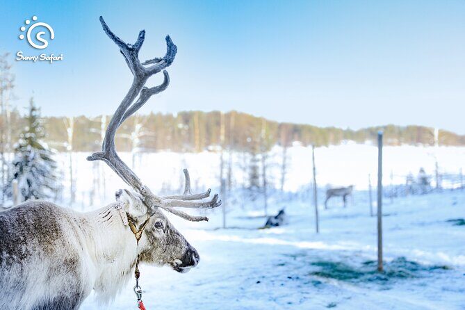 Reindeer Safari in Arctic Wilderness - Value Check: Is This Worth It for Your Trip Style?