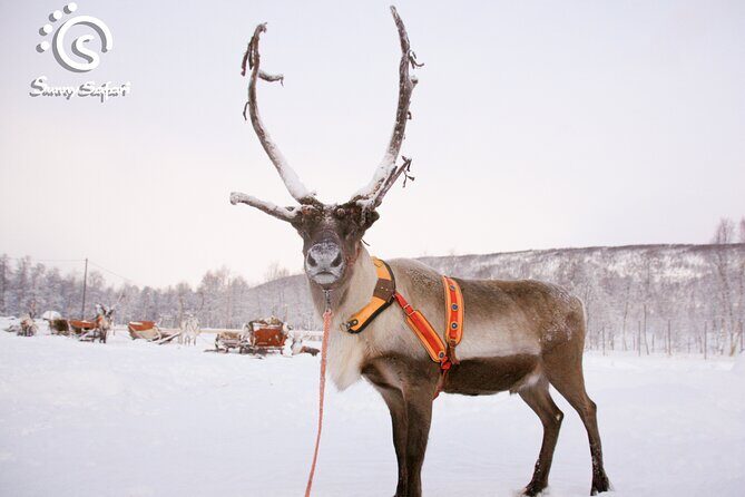 Reindeer Safari in Arctic Wilderness - Who This Reindeer Safari Suits Best