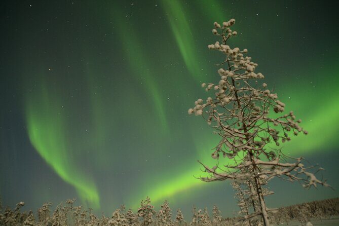 Reindeer Sleigh Ride Across the Night in Apukka Resort Rovaniemi - Northern Lights Chances: What This Tour Can (and Can’t) Control