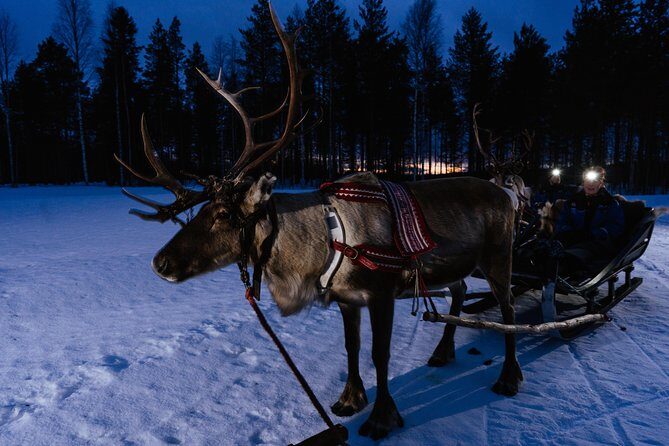 Reindeer Sleigh Ride Across the Night in Apukka Resort Rovaniemi - The Guide Factor: Learning Without Feeling Lectured