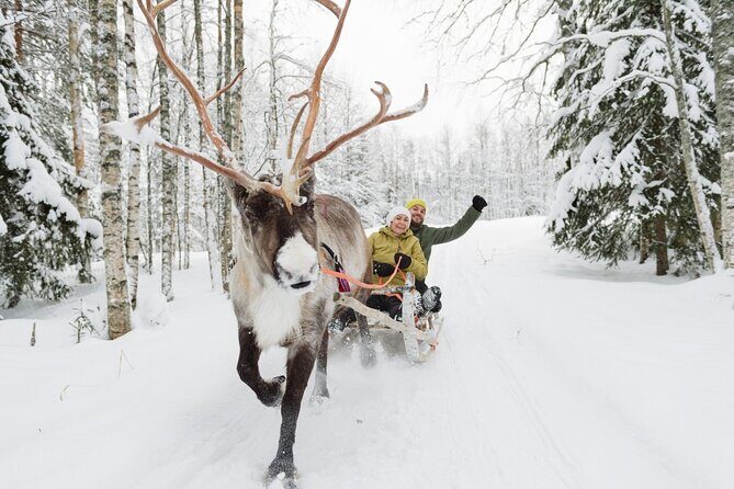 Reindeer Sleigh Ride and Farm Experience from Rovaniemi - Snacks and Warm Drinks: The Comfort Layer You’ll Appreciate
