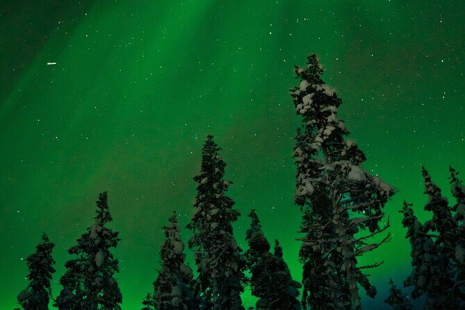 Rovaniemi 2 days Activities Package - Day Two to Ranua Wildlife Park: arctic animals with guided time