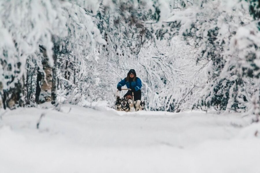 Rovaniemi: Apukka Husky Adventure - Key highlights to look for