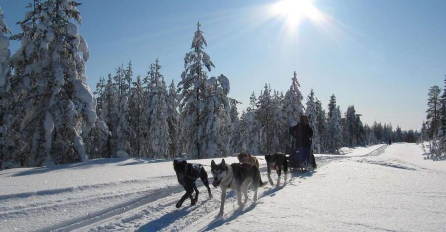 Rovaniemi: Apukka Husky Adventure - Route vibes: snow, speed, and the adrenaline rush