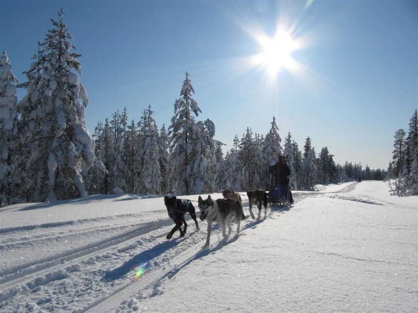 Rovaniemi: Apukka Husky Adventure - Meeting Apukka huskies: petting, photos, and learning dog life