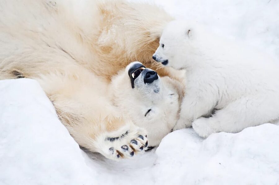 Rovaniemi: Arctic Animals Sleigh Rides and Wildlife Zoo - Practical tips before you go