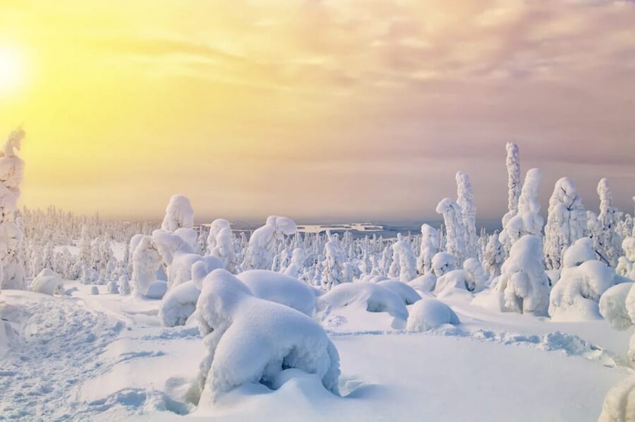 Rovaniemi: Arctic Animals Sleigh Rides and Wildlife Zoo - Ranua Wildlife Park: Arctic animals in their outdoor setting