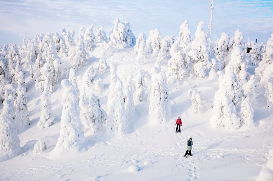 Rovaniemi: Arctic Animals Sleigh Rides and Wildlife Zoo - Exploring the winter zoo with a real guide