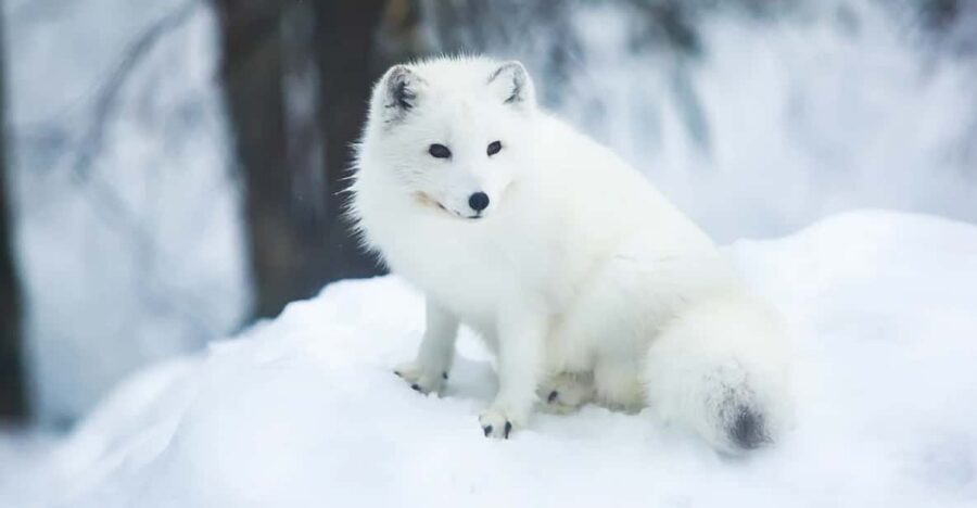 Rovaniemi: Arctic Animals Sleigh Rides and Wildlife Zoo - The Lappish buffet lunch: warm food, forest setting