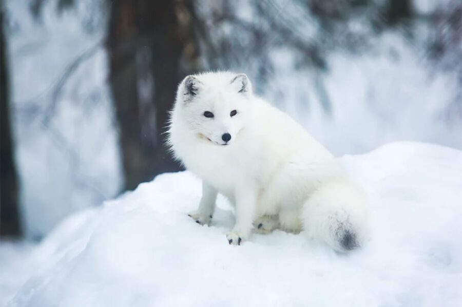 Rovaniemi: Arctic Animals Sleigh Rides and Wildlife Zoo - Price and value: what $340 per person buys you