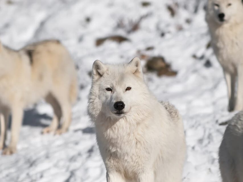 Rovaniemi: Arctic Animals Sleigh Rides and Wildlife Zoo - Husky sled ride reality check: short, weather dependent, worth it