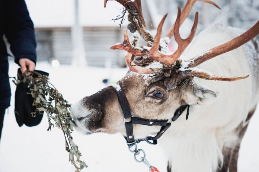 Rovaniemi: Arctic Circle Highlights by Snowmobile - Key things you’ll remember