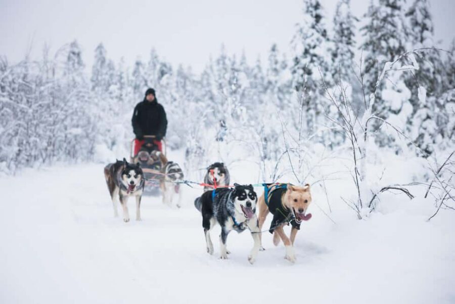Rovaniemi: Arctic Circle Long Trail Husky Adventure - Meet the Huskies First, Then Mush in Rovaniemi Cold
