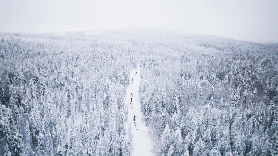 Rovaniemi: Arctic Circle Long Trail Husky Adventure - Cuddle Time and Stories: What You Learn After the Mush