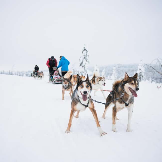 Rovaniemi: Arctic Circle Long Trail Husky Adventure - Who This Husky Adventure Fits Best (and who should skip it)