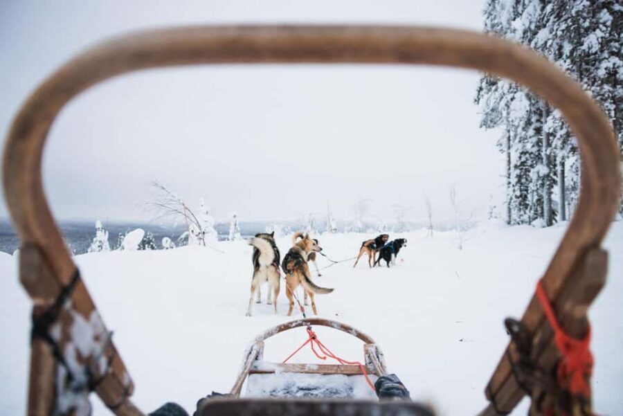Rovaniemi: Arctic Circle Long Trail Husky Adventure - The Self-Driving Husky Safari: How the 7 km Ride Actually Feels