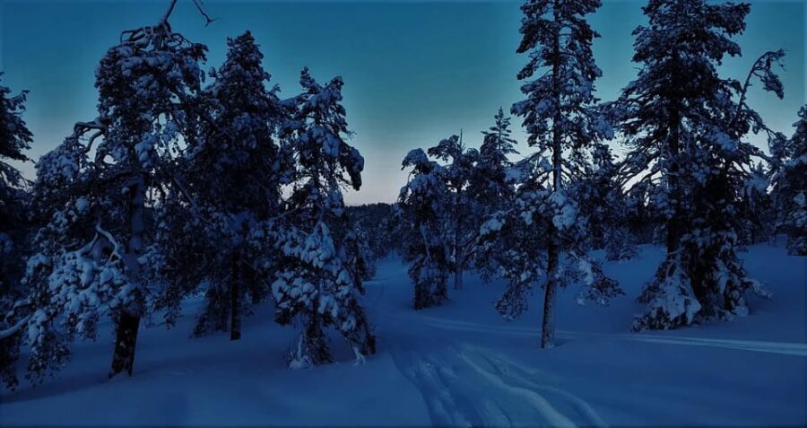 Rovaniemi: Aurora Hunting Tour in the Forest with Hot Drinks - The 3-hour flow: what happens between leaving town and the final look