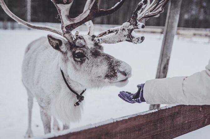 Rovaniemi: Authentic Lapland Reindeer Farm Visit & Sled Ride - Key Points to Know Before You Go