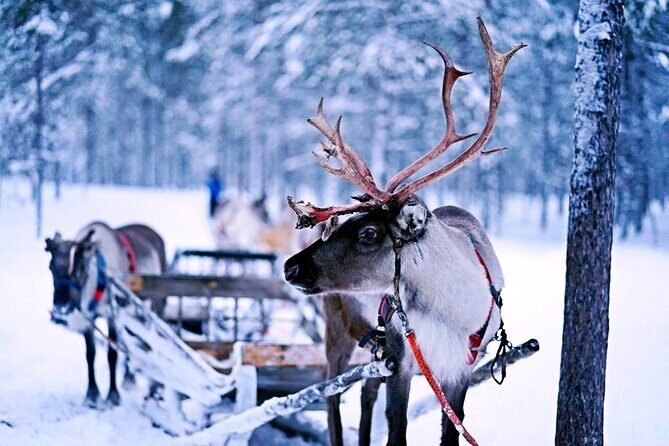 Rovaniemi: Authentic Lapland Reindeer Farm Visit & Sled Ride - How the Morning Flows: From 9:00 Start to the Farm Visit