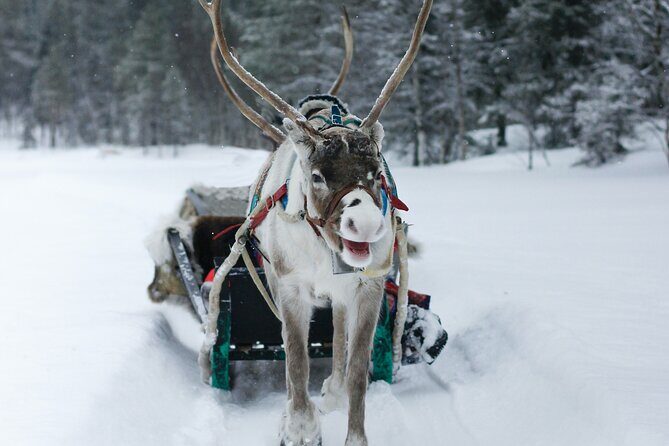 Rovaniemi: Authentic Lapland Reindeer Farm Visit & Sled Ride - The Sled Ride Across the Frozen Ground: Fun vs Time Expectations