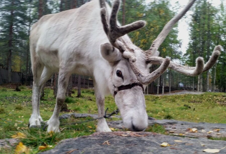 Rovaniemi: Authentic Reindeer Farm & Canoeing - Heading to the reindeer farm on the lake shore