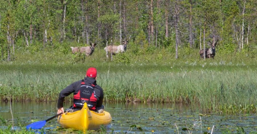 Rovaniemi: Authentic Reindeer Farm & Canoeing - Canoeing with a guide: how to steer, paddle, and stay safe