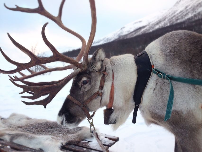 Rovaniemi: Authentic Reindeer Farm Visit & Short Sleigh Ride - Entering Rovaniemi’s Reindeer World the Practical Way