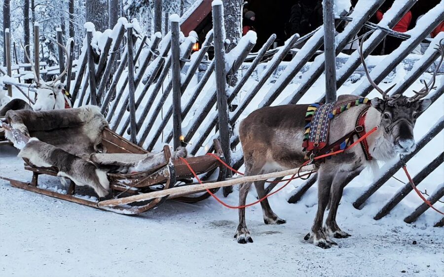 Rovaniemi: Authentic Reindeer Farm Visit & Short Sleigh Ride - Arriving at the Traditional Reindeer Farm