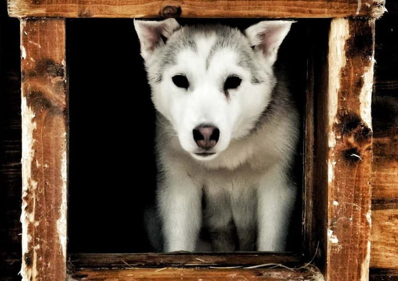 Rovaniemi: Autumn Husky Ride on Wheels - Key Things I’d Do First (Before You Go)