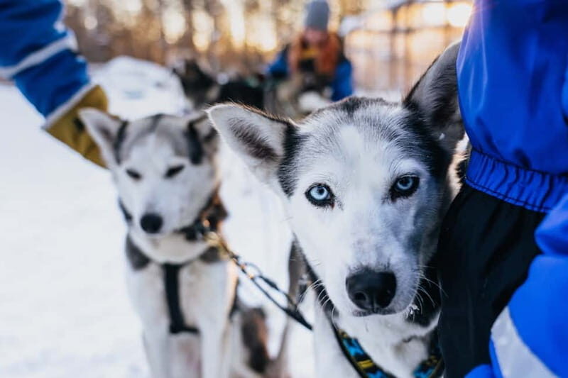 Rovaniemi: Autumn Husky Ride on Wheels - Autumn Husky Cart Rides: Why This Feels Different