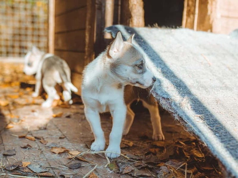 Rovaniemi: Autumn Husky Ride on Wheels - Getting to Apukka Resort and the Husky Farm