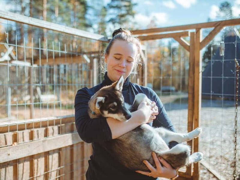 Rovaniemi: Autumn Husky Ride on Wheels - Learning About Arctic Sled Dogs (Not Just Watching Them)