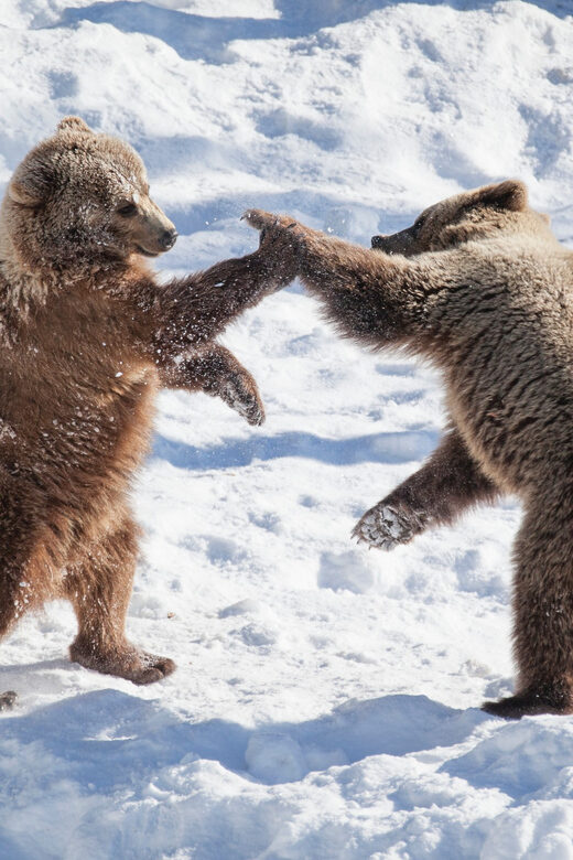 Rovaniemi: Day at Ranua Wildlife Park Arctic Zoo - Key things to know before you go