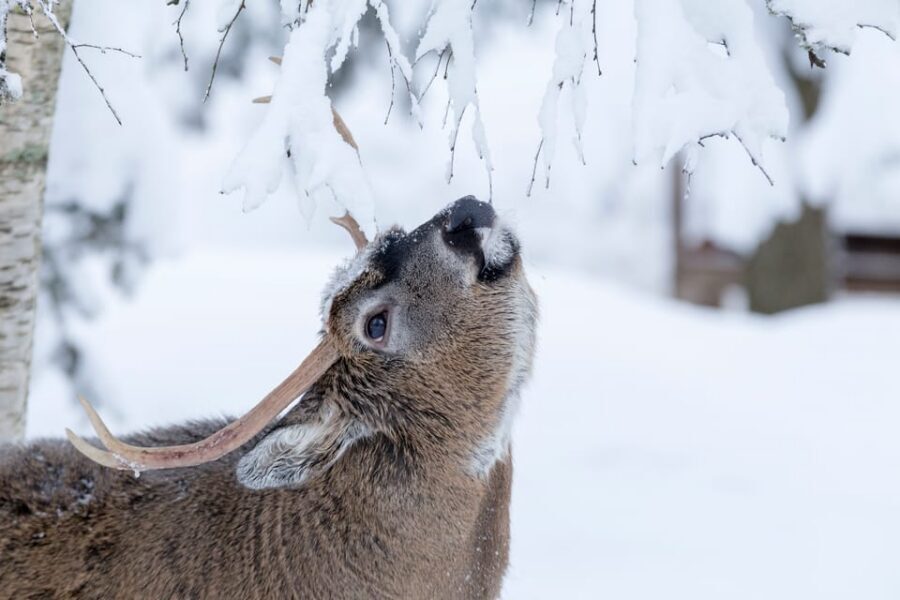 Rovaniemi: Day at Ranua Wildlife Park Arctic Zoo - Why Ranua Wildlife Park is a smart Arctic day from Rovaniemi