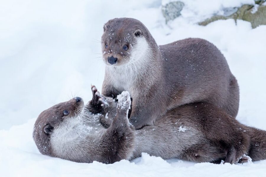 Rovaniemi: Day at Ranua Wildlife Park Arctic Zoo - Inside the Arctic zoo: what you’ll really see among 200 animals
