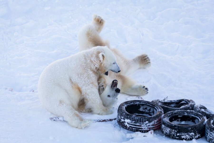 Rovaniemi: Day at Ranua Wildlife Park Arctic Zoo - Price and value: is $176 per person worth it?