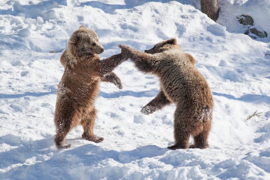 Rovaniemi: Day at Ranua Wildlife Park Arctic Zoo - Should you book the Ranua Wildlife Park day?