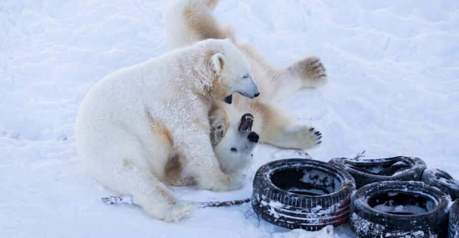 Rovaniemi: Day at Ranua Wildlife Park Arctic Zoo - Getting there: transfers, bus size, and why timing matters