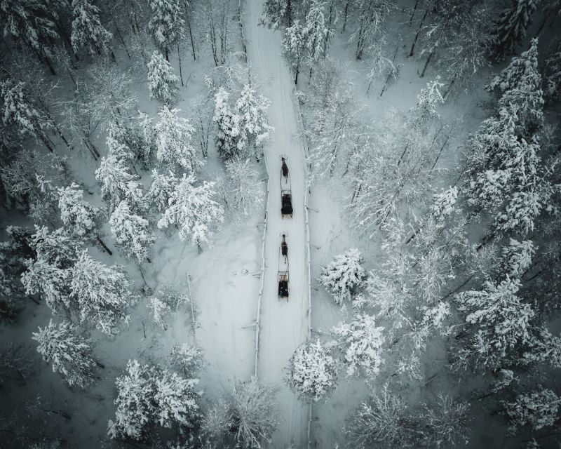 Rovaniemi: Daytime Reindeer Sleigh Ride - Key Points at a Glance