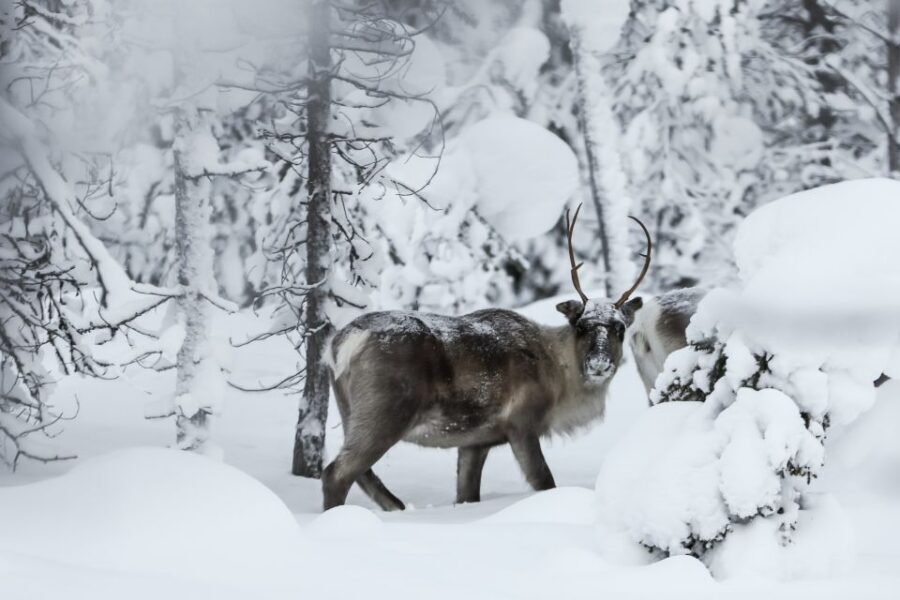 Rovaniemi: Daytime Reindeer Sleigh Ride - The Reindeer Farm Visit: More Than Just Photo Ops