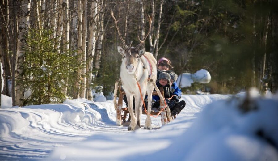 Rovaniemi: Daytime Reindeer Sleigh Ride - Price and Value: What You’re Really Paying For