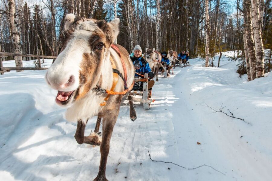 Rovaniemi: Daytime Reindeer Sleigh Ride - Who This Tour Suits Best (And Who Should Think Twice)