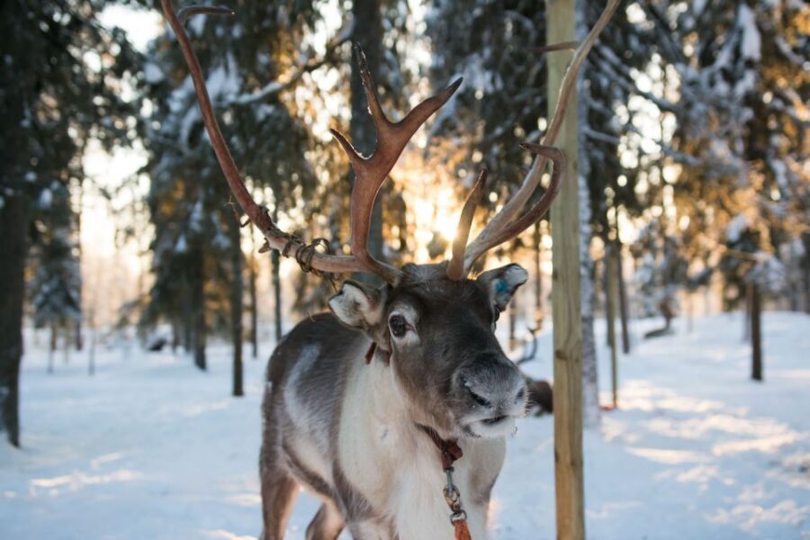 Rovaniemi: Daytime Reindeer Sleigh Ride - Getting to the Safartica Office Without Stress