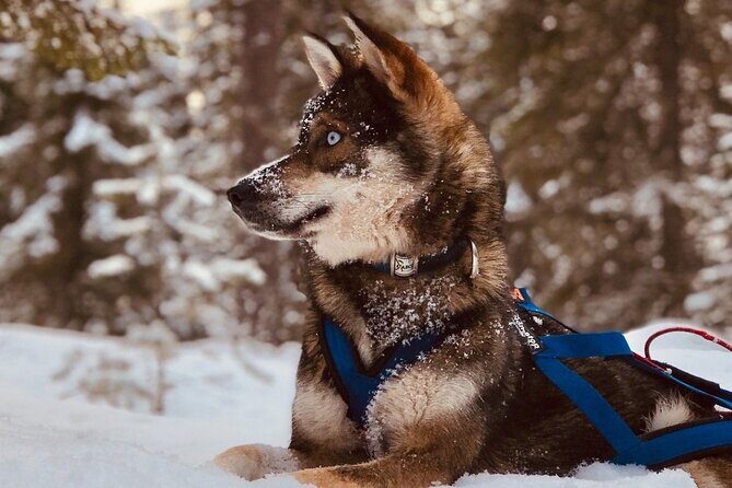 Rovaniemi: Drive Your Own Husky Team (6–10 km) & BBQ - Key points that matter before you book